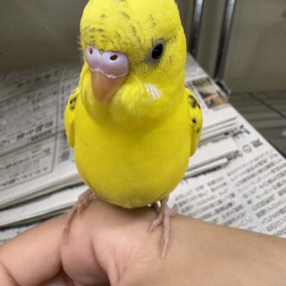 セキセイインコを愛してくれる人を募集しています