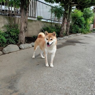 繫殖引退犬、標準規格外