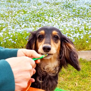 ミニチュア・ダックスフンド × 神奈川県が募集対象」保護犬の里親募集