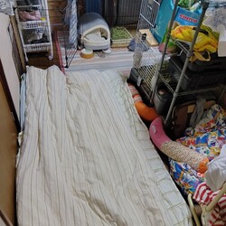 イエン君、うさんぽスペース広がる