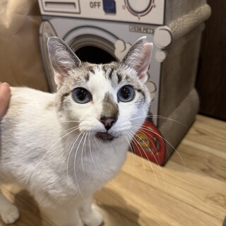 人が大好き！青い瞳の穏やか甘えん坊美人