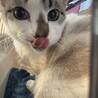 人が大好き！青い瞳の穏やか甘えん坊美人 サムネイル2