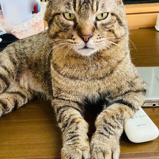 人懐っこいたれ耳キジトラ