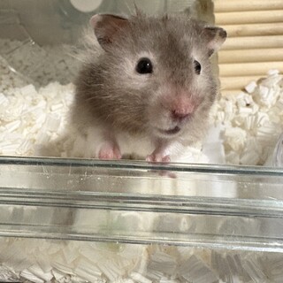 長毛ハムスターの里親募集です。