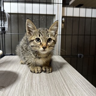 テンくん