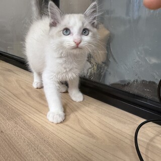 美しく気高いリノくん