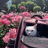 の写真