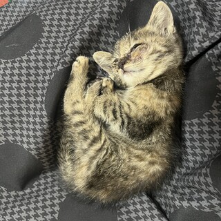  【豊川市】甘えん坊なキジトラちゃんです