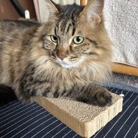 あらし