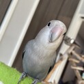 コザクラインコ モーブ雄 マメルリハ ブルー 雌