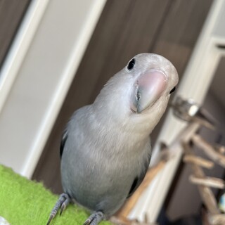コザクラインコ モーブ雄 マメルリハ ブルー 雌