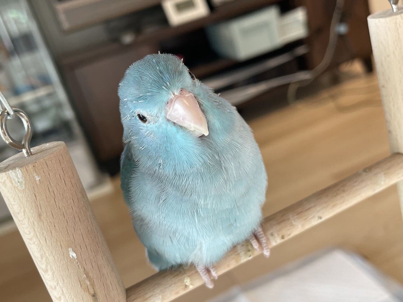 コザクラインコ モーブ雄」鳥取県 - 鳥の里親募集(543355) 3枚目の