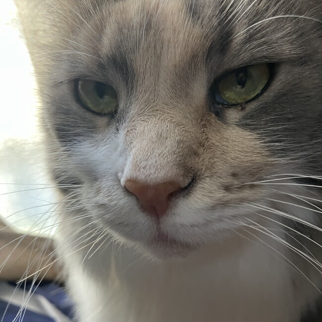 TEN_NEKO2019のカバー写真