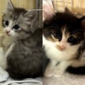 子猫の里親さんを募集します