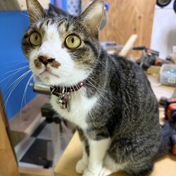 トムさん、術後３週間のご様子