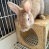 里親募集中です。 サムネイル2