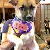香川県出身野犬の仔犬【キティ】 サムネイル2