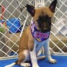 香川県出身野犬の仔犬【キティ】 サムネイル3
