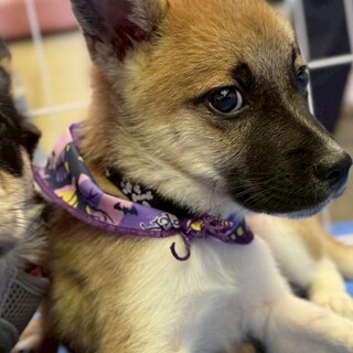 香川県出身野犬の仔犬【キティ】