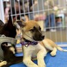 香川県出身野犬の仔犬【キティ】 サムネイル4