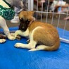 香川県出身野犬の仔犬【キティ】 サムネイル6