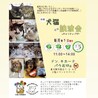 香川県出身野犬の仔犬【キティ】 サムネイル7