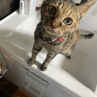トラ