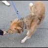 ちょっと困り顔？が可愛い【パセリ】くん サムネイル4