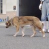 ちょっと困り顔？が可愛い【パセリ】くん サムネイル5