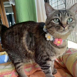 ナデナデ大好き♡穏やかなキキちゃん