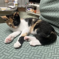 うに