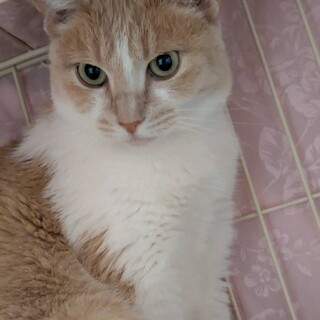 人慣れ頑張り中のちゃちゃちゃん