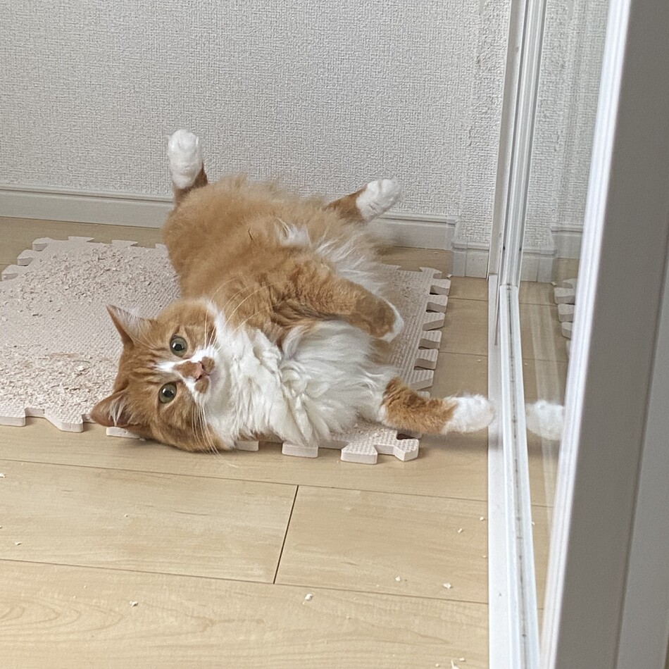Lunaのカバー写真