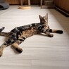 ベンガル✖︎メインクーン　イケメンな男の子 サムネイル2