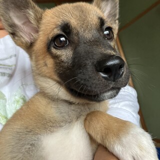 元気いっぱい小ぶり予想のメス子犬