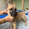 元気いっぱい小ぶり予想のメス子犬 サムネイル4