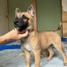 元気いっぱい小ぶり予想のメス子犬 サムネイル5