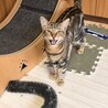 ベンガル✖︎メインクーン　イケメンな男の子 サムネイル3