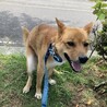 大きくてかわいい二歳の甘えんぼ男子吟ちゃんです サムネイル3