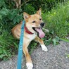 大きくてかわいい二歳の甘えんぼ男子吟ちゃんです サムネイル5