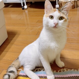 甘えんぼで人懐っこくてヤンチャ！3本足のくるん☘️