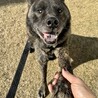 慣れると甘えてくる健気な「コテツ」くん サムネイル3
