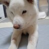 おっとりゆったりシニアライフの白柴『もちまるじぃ』 サムネイル3
