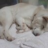 おっとりゆったりシニアライフの白柴『もちまるじぃ』 サムネイル7