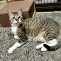 優しい性格のキジ白くん