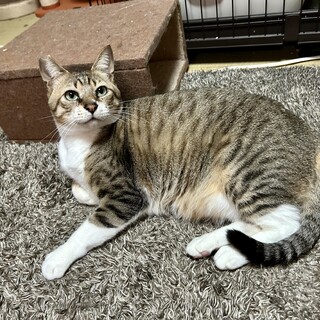優しい性格のキジ白くん