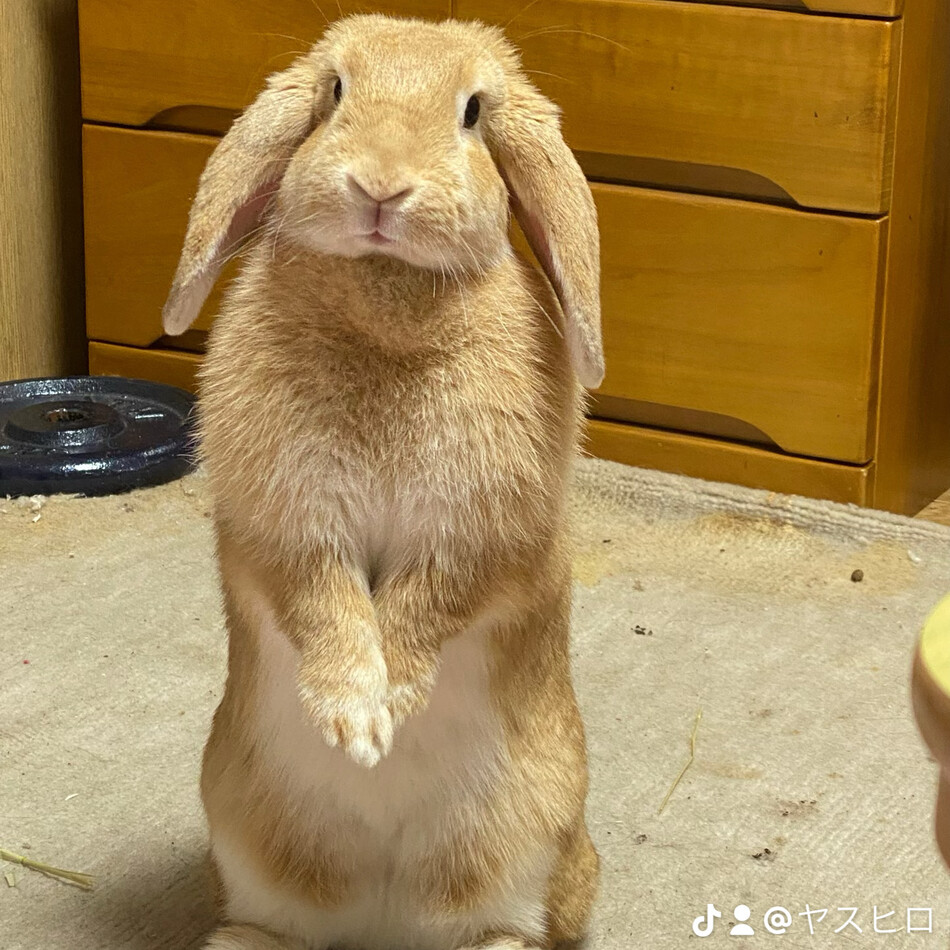 風（ふーちゃん）のカバー写真