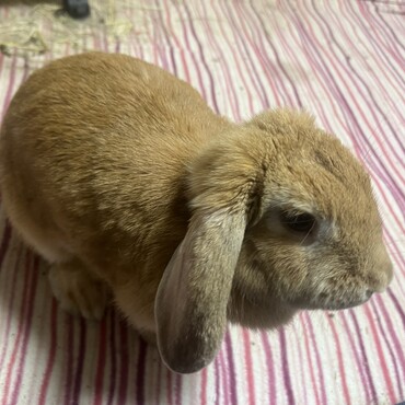 風（ふーちゃん）の写真