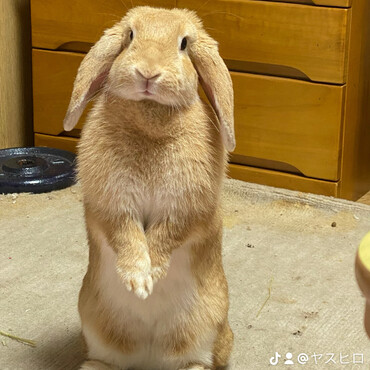 よく直立で立ちます。
