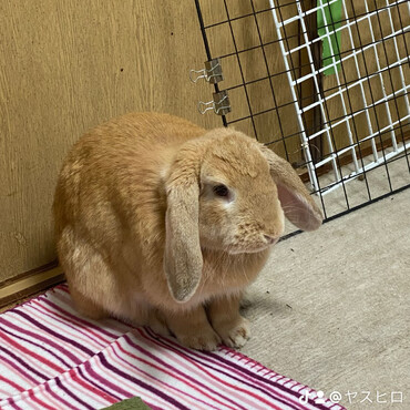 風（ふーちゃん）の写真